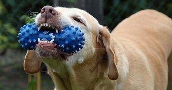 Das beste Hundespielzeug von Medpets