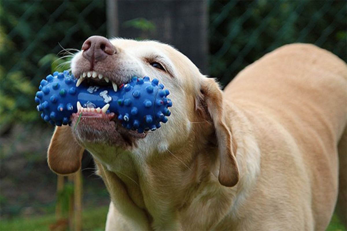 Titelbild zu „Das beste Hundespielzeug von Medpets“