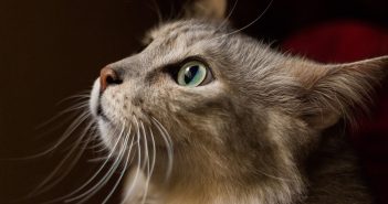 Medpets Katzenfutter