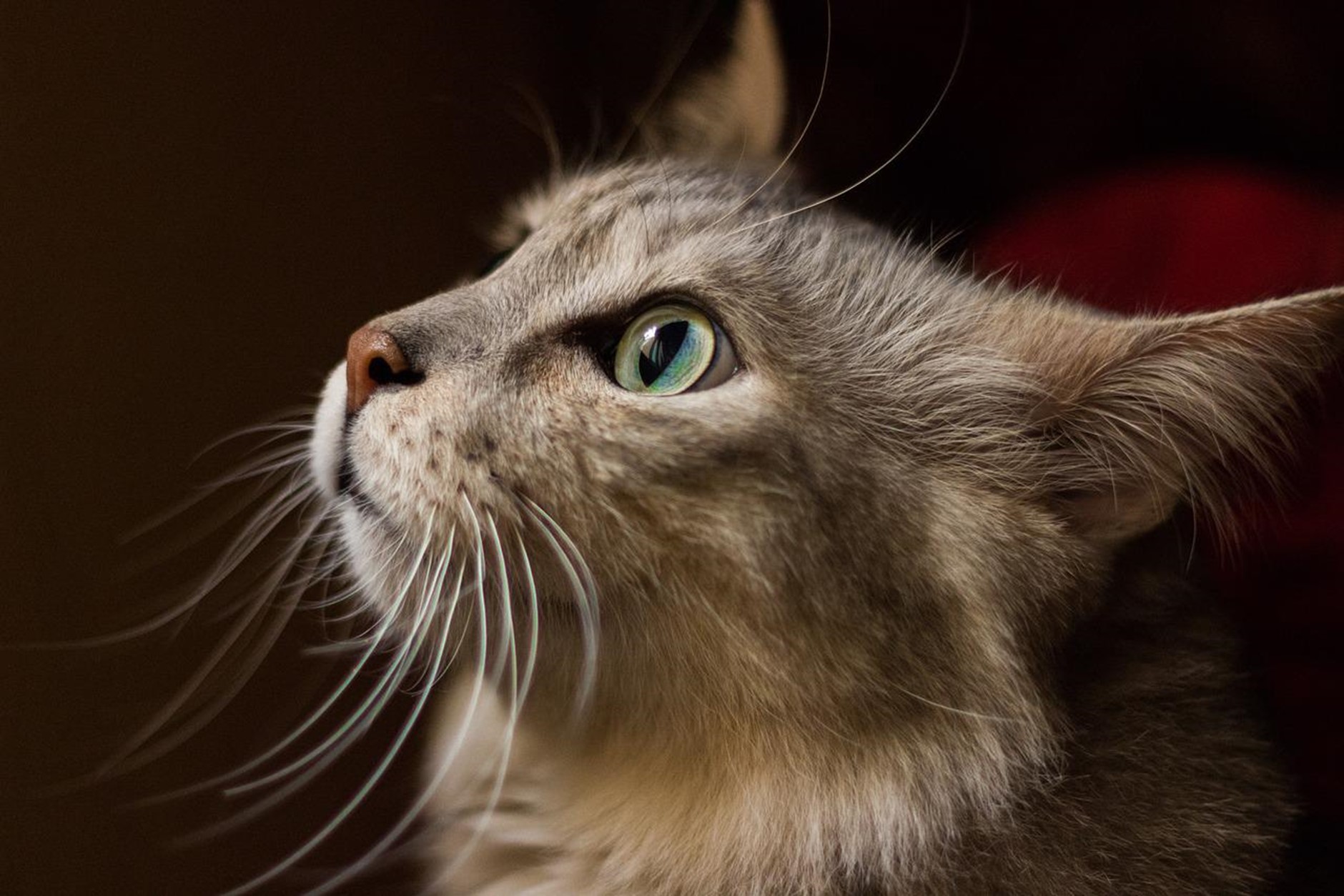 Titelbild zu „Medpets Katzenfutter“